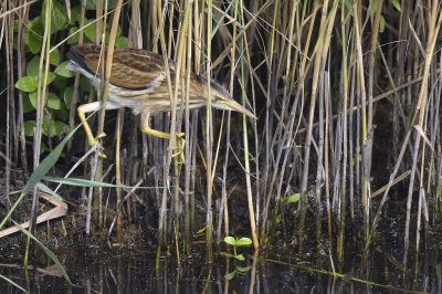 <i class='fa fa-user'></i> Gerard Visser |   Woudaap  <i class='fa fa-eye'> 337</i>  <i class='fa fa-thumbs-up'> 3</i>   <i class='fa fa-comment-o'> 3</i>