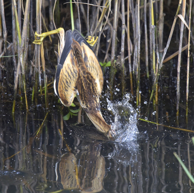 <i class='fa fa-user'></i> Gerard Visser |   Woudaap  <i class='fa fa-eye'> 390</i>  <i class='fa fa-thumbs-up'> 5</i>   <i class='fa fa-comment-o'> 3</i>