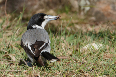 <i class='fa fa-user'></i> Kees de Jager |   Grijsrugorgelvogel  <i class='fa fa-eye'> 166</i>   <i class='fa fa-comment-o'> 4</i>