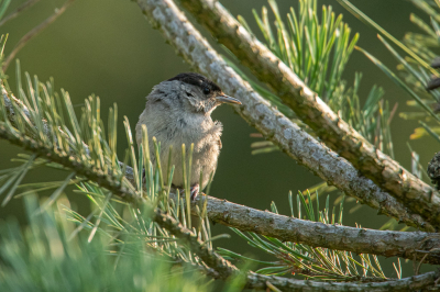 Deze heb ik gefotografeerd tijdens de vorige warme periode (hittegolf) Elke avond liep ik op een pad waar vogels zaten en deze keer had ik het geluk deze zwartkop vast te kunnen leggen.