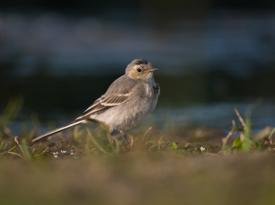 <i class='fa fa-user'></i> Vincent Vuik |   Witte Kwikstaart  <i class='fa fa-eye'> 226</i>  <i class='fa fa-thumbs-up'> 11</i>   <i class='fa fa-comment-o'> 19</i>