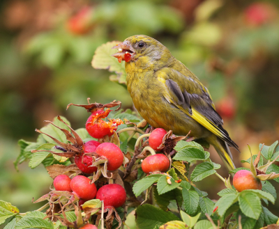 <i class='fa fa-user'></i> loek van de Leur |   Groenling  <i class='fa fa-eye'> 170</i>  <i class='fa fa-thumbs-up'> 5</i>   <i class='fa fa-comment-o'> 15</i>