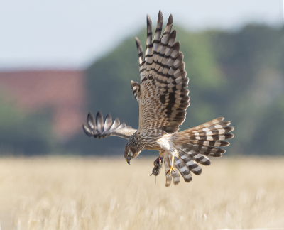 <i class='fa fa-user'></i> Fred |   Grauwe Kiekendief  <i class='fa fa-eye'> 453</i>  <i class='fa fa-thumbs-up'> 28</i>   <i class='fa fa-comment-o'> 16</i>