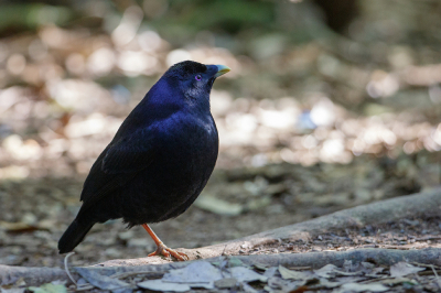 <i class='fa fa-user'></i> Kees de Jager |   Satijnblauwe Prieelvogel  <i class='fa fa-eye'> 147</i>   <i class='fa fa-comment-o'> 4</i>