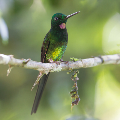 <i class='fa fa-user'></i> charlysax |   Keizerinbriljantkolibrie  <i class='fa fa-eye'> 134</i>  <i class='fa fa-thumbs-up'> 7</i>   <i class='fa fa-comment-o'> 5</i>