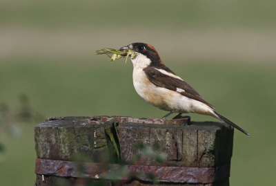 <i class='fa fa-user'></i> Gejo Wassink |   Roodkopklauwier  <i class='fa fa-eye'> 522</i>  <i class='fa fa-thumbs-up'> 13</i>   <i class='fa fa-comment-o'> 9</i>