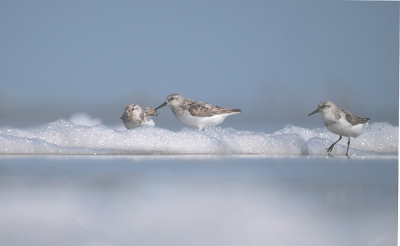 <i class='fa fa-user'></i> Krijn Dijkema |   Drieteenstrandloper  <i class='fa fa-eye'> 309</i>  <i class='fa fa-thumbs-up'> 18</i>   <i class='fa fa-comment-o'> 7</i>