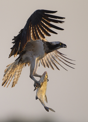 <i class='fa fa-user'></i> natuurflits |   Visarend  <i class='fa fa-eye'> 428</i>  <i class='fa fa-thumbs-up'> 19</i>   <i class='fa fa-comment-o'> 9</i>