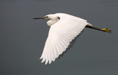 In Italie veel reigersoorten gezien. Meest voorkomend in het gebied waar ik zat (moerasgebied in de buurt bij Parma) waren koereiger, ralreiger en kleine zilverreiger. Soms vlogen ze erg dicht langs de hut. Daardoor wat krap gekaderd, maar wel vol mooie details in het wit van de vleugels. 

Groet! Martijn 
www.kijkopvogels.nl