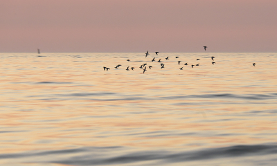 <i class='fa fa-user'></i> josephine |   Steenloper  <i class='fa fa-eye'> 310</i>  <i class='fa fa-thumbs-up'> 12</i>   <i class='fa fa-comment-o'> 20</i>