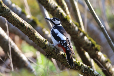 Heb deze bontspecht in de Botanischer Garten in Mnchen fotografeert. Heb in JPEG formaat gefotografeert. Voor birdpix verkleint.