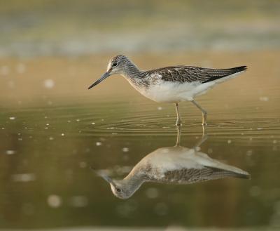 Morgens vroeg ( 7 uur ) gaan liggen wachten op de groenpootruiter. Het weinige water wat er her en der nog ligt nodigt uit tot een bezoek. Het duurde even voordat de vogel zich vertoonde. Het gehoor is scherp , want na een aantal klikken van de camera hield die het voor gezien. Het standpunt iets verhoogd om de weerspiegeling duidelijk in beeld te krijgen.