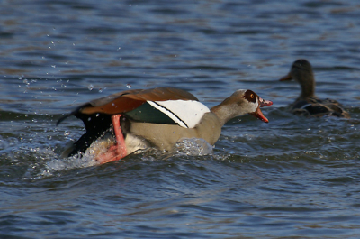 Mooie actiefoto!!
GEmaakt met de minolta dynax d7-500mm