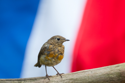 <i class='fa fa-user'></i> Gert-Jan Cromwijk |   Roodborst  <i class='fa fa-eye'> 207</i>  <i class='fa fa-thumbs-up'> 6</i>   <i class='fa fa-comment-o'> 21</i>