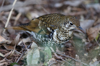 <i class='fa fa-user'></i> Kees de Jager |   Papoeagoudlijster  <i class='fa fa-eye'> 152</i>   <i class='fa fa-comment-o'> 2</i>