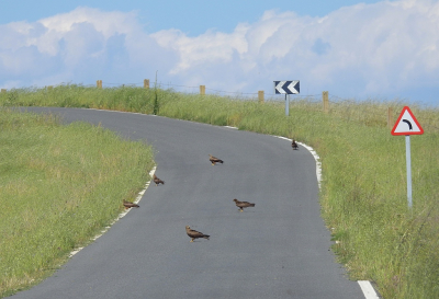 <i class='fa fa-user'></i> sieb |   Zwarte Wouw  <i class='fa fa-eye'> 403</i>  <i class='fa fa-thumbs-up'> 6</i>   <i class='fa fa-comment-o'> 9</i>