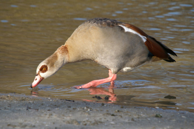 Gemaakt met de minolta dynax d7-500mm