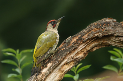 <i class='fa fa-user'></i> Frank Kremer |   Groene Specht  <i class='fa fa-eye'> 267</i>  <i class='fa fa-thumbs-up'> 5</i>   <i class='fa fa-comment-o'> 6</i>