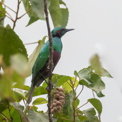 <i class='fa fa-user'></i> Paul van Giersbergen |   Emeraldspreeuw  <i class='fa fa-eye'> 111</i>   <i class='fa fa-comment-o'> 0</i>