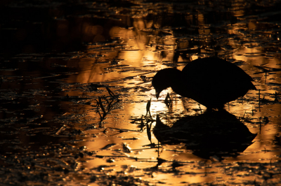 Gisteravond nog even op de fiets de polder door, misschien zou ik wat afkoelen, niet dus. Mijn oog viel op deze plek met de zon in het water en een meerkoet. Ben zo gaan knielen dat ik de zon en meerkoet samen had.