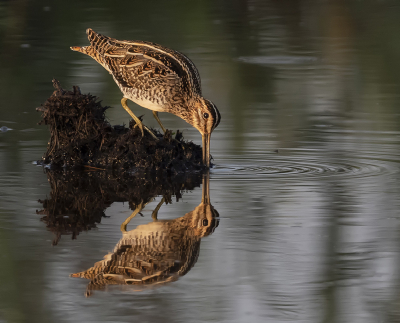 <i class='fa fa-user'></i> Fred |   Watersnip  <i class='fa fa-eye'> 259</i>  <i class='fa fa-thumbs-up'> 16</i>   <i class='fa fa-comment-o'> 9</i>