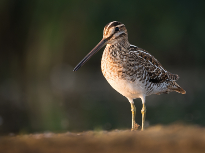 <i class='fa fa-user'></i> Vincent Vuik |   Watersnip  <i class='fa fa-eye'> 365</i>  <i class='fa fa-thumbs-up'> 21</i>   <i class='fa fa-comment-o'> 18</i>