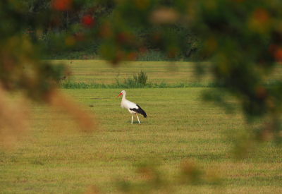 <i class='fa fa-user'></i> guido mwm |   Ooievaar  <i class='fa fa-eye'> 232</i>  <i class='fa fa-thumbs-up'> 4</i>   <i class='fa fa-comment-o'> 14</i>