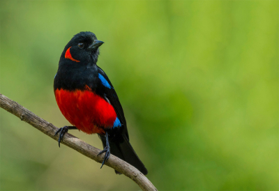 <i class='fa fa-user'></i> charlysax |   Roodoorbergtangare  <i class='fa fa-eye'> 139</i>  <i class='fa fa-thumbs-up'> 7</i>   <i class='fa fa-comment-o'> 4</i>