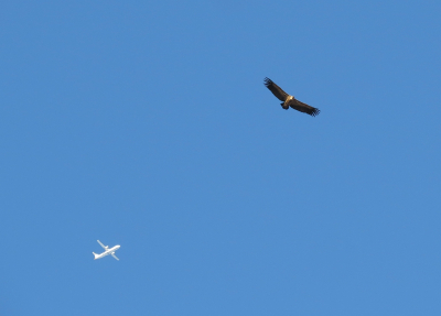 <i class='fa fa-user'></i> sieb |   Vale Gier  <i class='fa fa-eye'> 232</i>  <i class='fa fa-thumbs-up'> 2</i>   <i class='fa fa-comment-o'> 6</i>