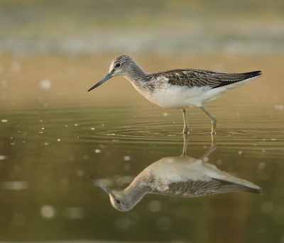 <i class='fa fa-user'></i> Henk Wiebe van der Meulen |   Groenpootruiter  <i class='fa fa-eye'> 386</i>  <i class='fa fa-thumbs-up'> 11</i>   <i class='fa fa-comment-o'> 5</i>