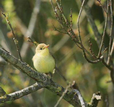 Afgelopen mei een behoorlijk tijdje staan te wachten tot deze spotvogel eindelijk even vrij ging zitten. Het wachten werd beloond