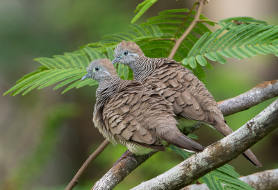 <i class='fa fa-user'></i> Arie G |   Zebraduif  <i class='fa fa-eye'> 170</i>  <i class='fa fa-thumbs-up'> 3</i>   <i class='fa fa-comment-o'> 6</i>