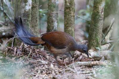 <i class='fa fa-user'></i> Kees de Jager |   Alberts Liervogel  <i class='fa fa-eye'> 139</i>   <i class='fa fa-comment-o'> 3</i>