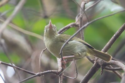 <i class='fa fa-user'></i> Paul van Giersbergen |   Grijze Langsnavelzanger  <i class='fa fa-eye'> 108</i>   <i class='fa fa-comment-o'> 0</i>