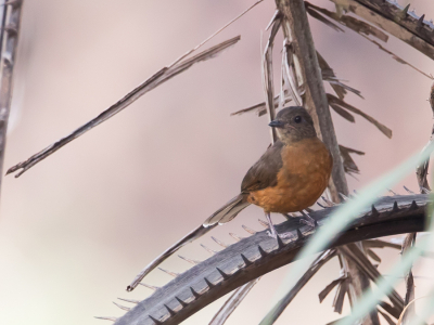 <i class='fa fa-user'></i> Paul van Giersbergen |   Finsch' Kortpootlijster  <i class='fa fa-eye'> 124</i>   <i class='fa fa-comment-o'> 0</i>