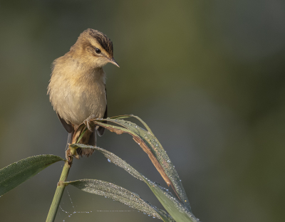 <i class='fa fa-user'></i> Fred |   Rietzanger  <i class='fa fa-eye'> 222</i>  <i class='fa fa-thumbs-up'> 12</i>   <i class='fa fa-comment-o'> 9</i>