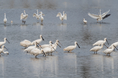 <i class='fa fa-user'></i> Truus Aletta Maan |   Lepelaar  <i class='fa fa-eye'> 269</i>  <i class='fa fa-thumbs-up'> 3</i>   <i class='fa fa-comment-o'> 9</i>