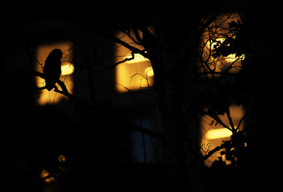 <i class='fa fa-user'></i> thijsglastra |   Ransuil  <i class='fa fa-eye'> 397</i>  <i class='fa fa-thumbs-up'> 17</i>   <i class='fa fa-comment-o'> 9</i>