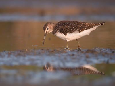 <i class='fa fa-user'></i> Vincent Vuik |   Witgat  <i class='fa fa-eye'> 318</i>  <i class='fa fa-thumbs-up'> 15</i>   <i class='fa fa-comment-o'> 17</i>