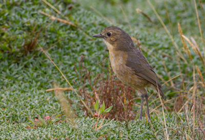 <i class='fa fa-user'></i> charlysax |   Bergmierpitta  <i class='fa fa-eye'> 153</i>  <i class='fa fa-thumbs-up'> 1</i>   <i class='fa fa-comment-o'> 0</i>