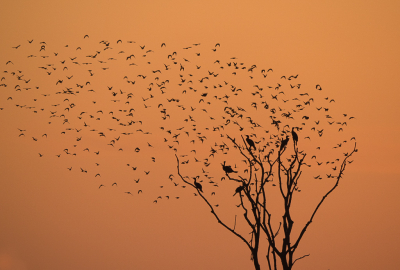 <i class='fa fa-user'></i> Truus Aletta Maan |   Aalscholver  <i class='fa fa-eye'> 299</i>  <i class='fa fa-thumbs-up'> 22</i>   <i class='fa fa-comment-o'> 12</i>