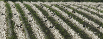 <i class='fa fa-user'></i> Fons Hoiting |   Goudplevier  <i class='fa fa-eye'> 421</i>  <i class='fa fa-thumbs-up'> 14</i>   <i class='fa fa-comment-o'> 10</i>