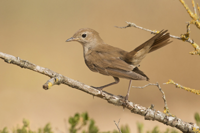 <i class='fa fa-user'></i> Luc Meert |   Nachtegaal  <i class='fa fa-eye'> 302</i>  <i class='fa fa-thumbs-up'> 9</i>   <i class='fa fa-comment-o'> 6</i>