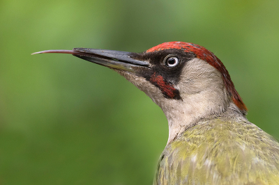 <i class='fa fa-user'></i> Tom |   Groene Specht  <i class='fa fa-eye'> 291</i>  <i class='fa fa-thumbs-up'> 6</i>   <i class='fa fa-comment-o'> 4</i>