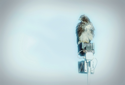 Deze Buizerd zat op een lelijke lamp bij een paardenweitje. Vond het een ideale setting om er weer wat creatiefs mee te doen.