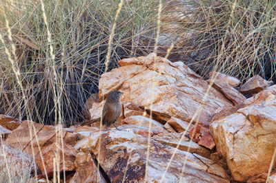 <i class='fa fa-user'></i> Kees de Jager |   Kalkadoongrassluiper  <i class='fa fa-eye'> 173</i>  <i class='fa fa-thumbs-up'> 1</i>   <i class='fa fa-comment-o'> 2</i>