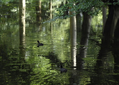 <i class='fa fa-user'></i> sieb |   Meerkoet  <i class='fa fa-eye'> 215</i>  <i class='fa fa-thumbs-up'> 7</i>   <i class='fa fa-comment-o'> 8</i>