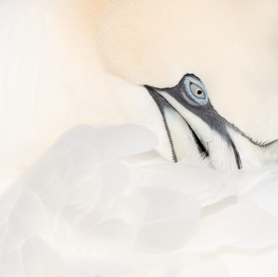 <i class='fa fa-user'></i> keesvanderklauw |   Jan-van-gent  <i class='fa fa-eye'> 231</i>  <i class='fa fa-thumbs-up'> 10</i>   <i class='fa fa-comment-o'> 9</i>