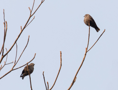 <i class='fa fa-user'></i> Paul van Giersbergen |   Usshers Vliegenvanger  <i class='fa fa-eye'> 121</i>   <i class='fa fa-comment-o'> 0</i>