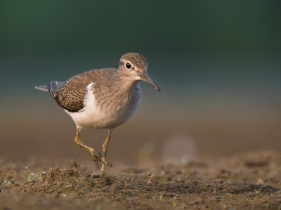 <i class='fa fa-user'></i> Vincent Vuik |   Oeverloper  <i class='fa fa-eye'> 399</i>  <i class='fa fa-thumbs-up'> 25</i>   <i class='fa fa-comment-o'> 19</i>